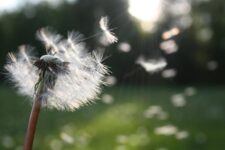dandelion supports kidney health